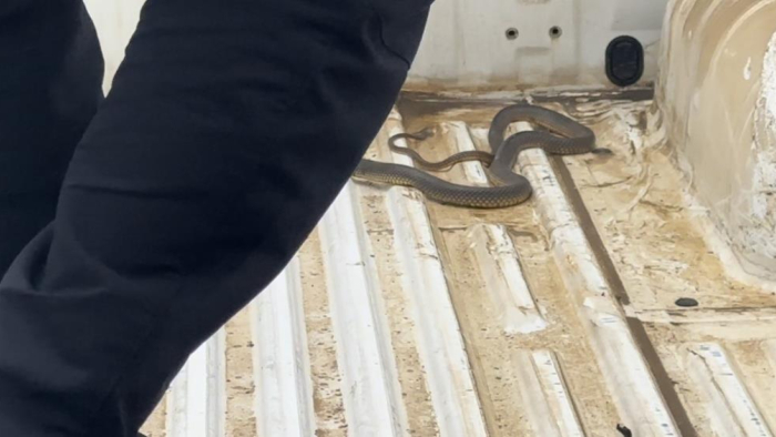 Aracının içine giren yılanı böyle uğurladı: "Bir daha gelme arkadaşım" 