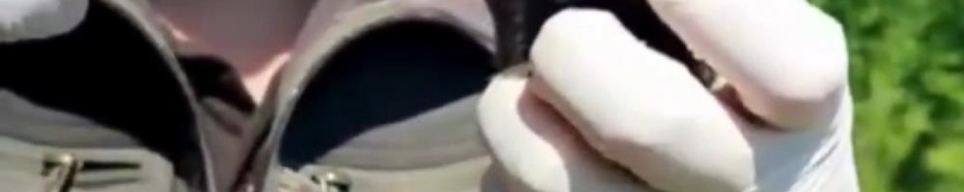 Ev inşaatı sırasında bulunan 9 yavru tilki, bakımları yapılıp doğaya salındı  