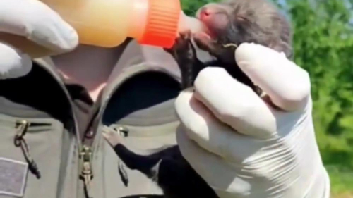 Ev inşaatı sırasında bulunan 9 yavru tilki, bakımları yapılıp doğaya salındı  